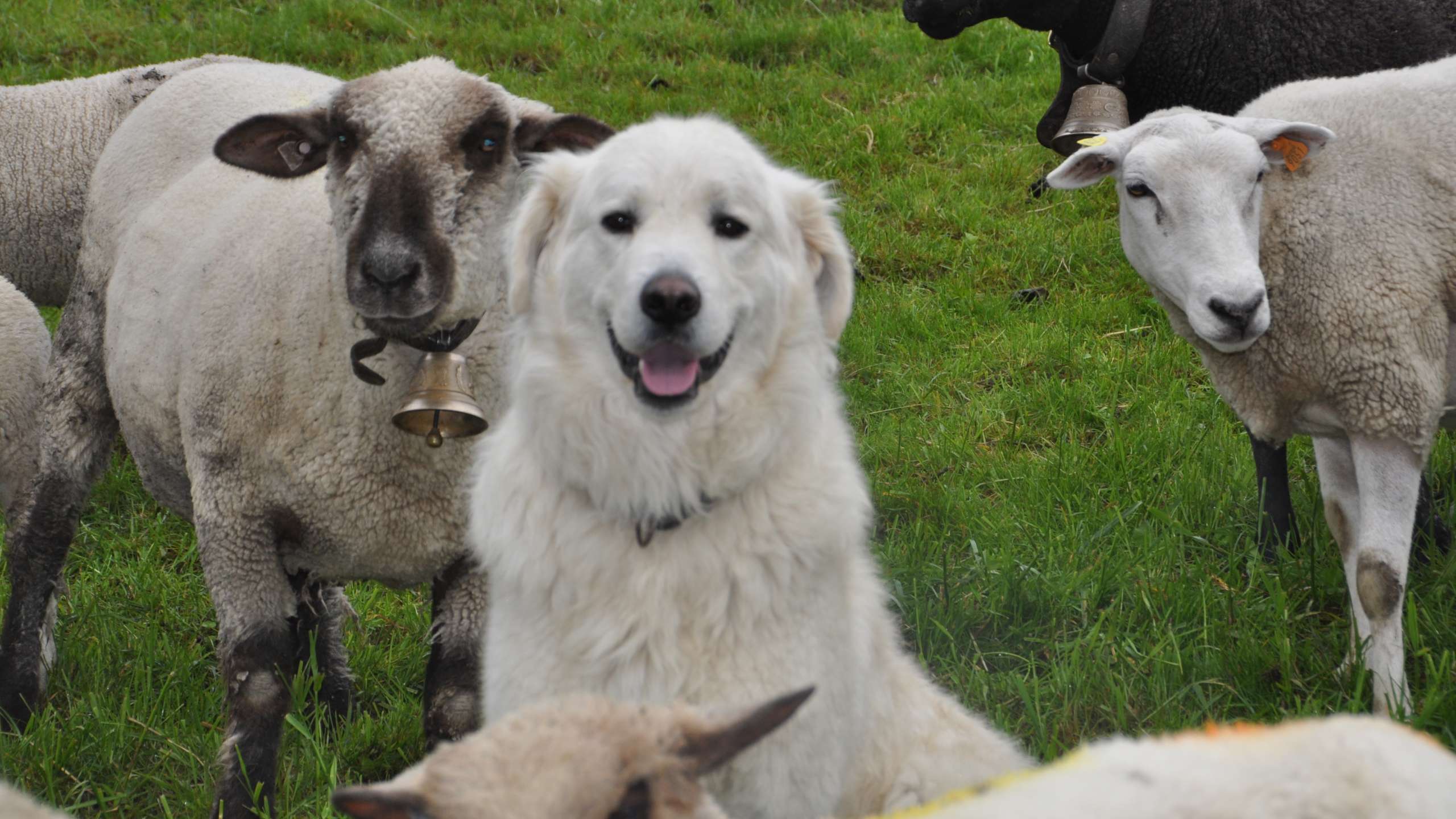 Den Sommer geniessen im Herdenschutz-Gebiet