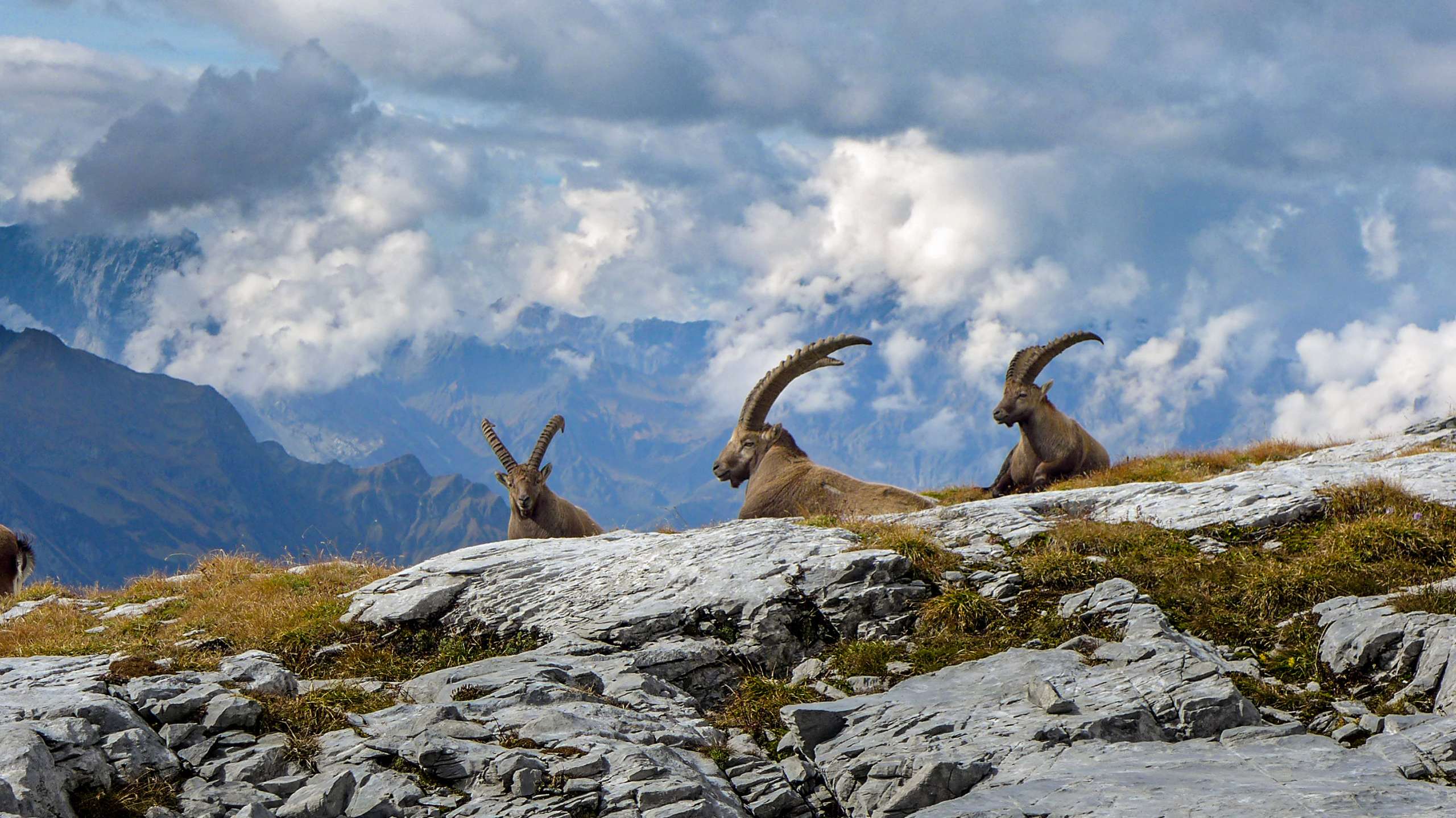 Blick.ch verrät Wanderungen für Wildtierbeobachtung